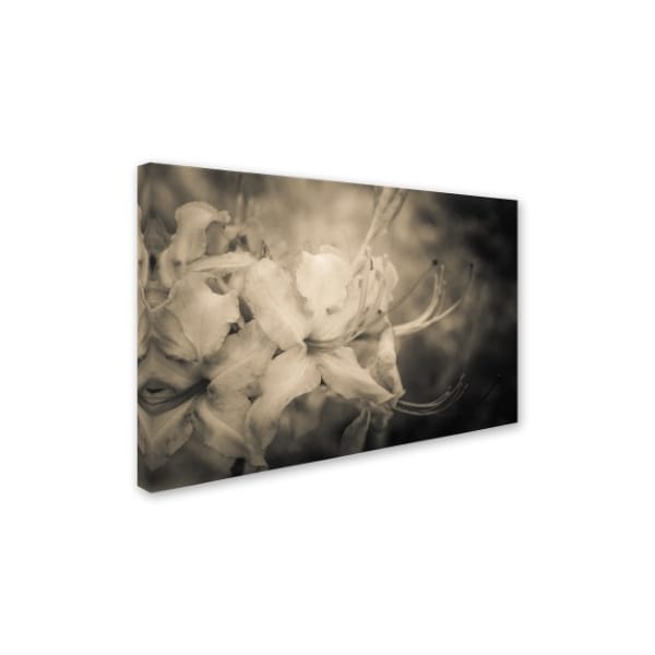 PIPA Fine Art 'Sepia Aged Rhododendron Blooms' Canvas Art,22x32